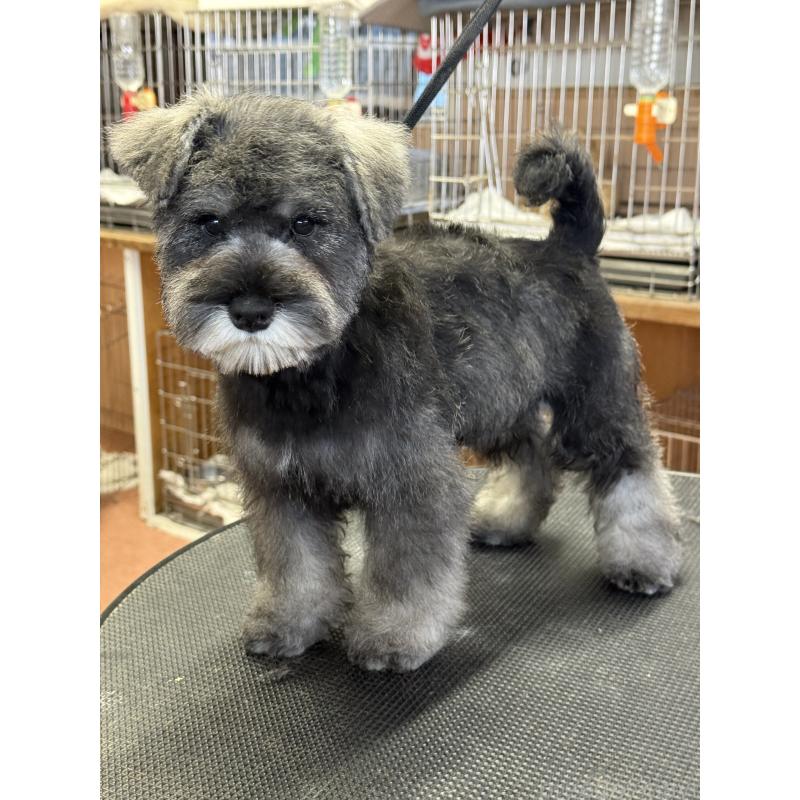 販売中の栃木県のミニチュアシュナウザー-437900の7枚目