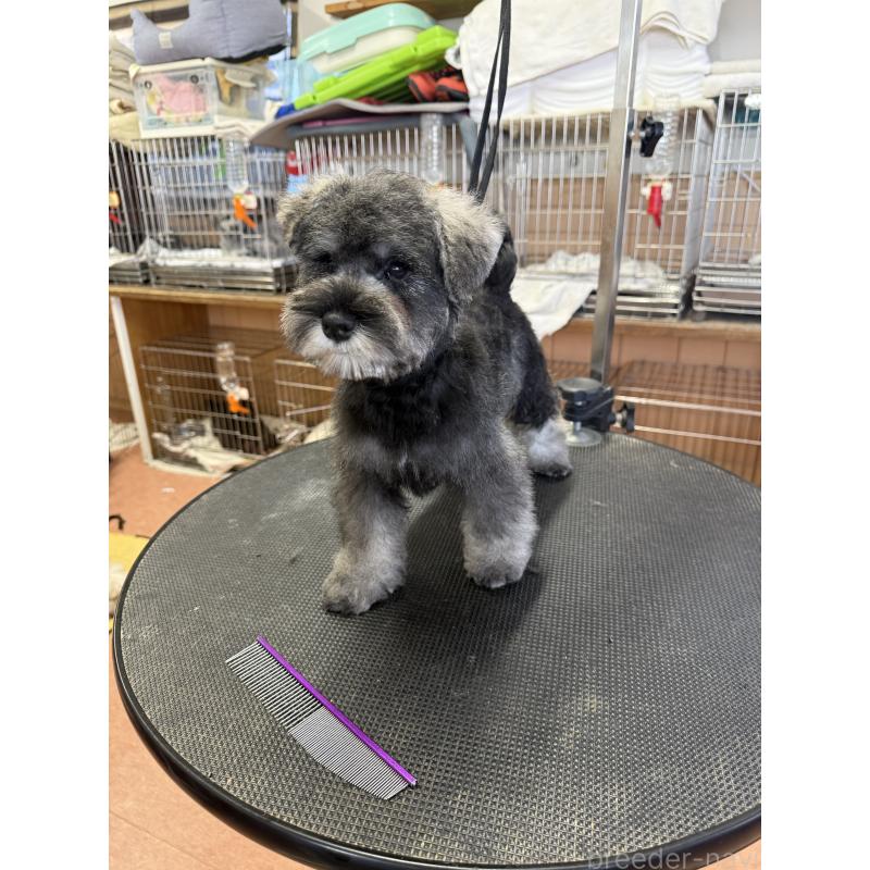 販売中の栃木県のミニチュアシュナウザー-437900の6枚目