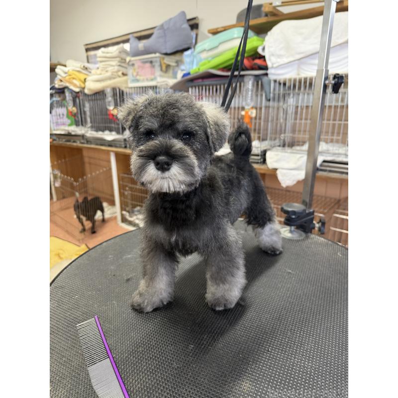 販売中の栃木県のミニチュアシュナウザー-437900の3枚目