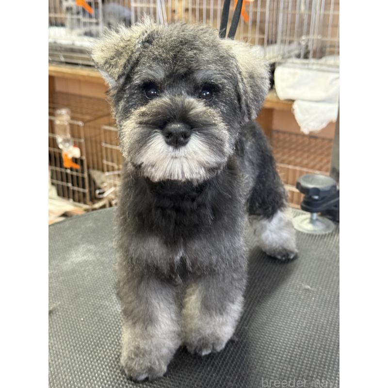 販売中の栃木県のミニチュアシュナウザー-437900の2枚目