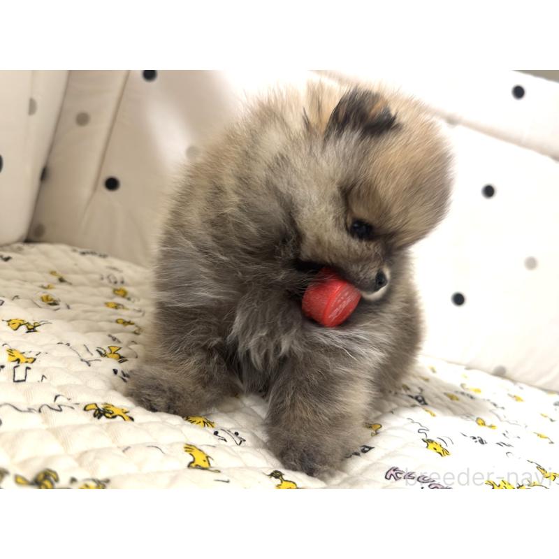 販売中の静岡県のポメラニアン-447670の5枚目