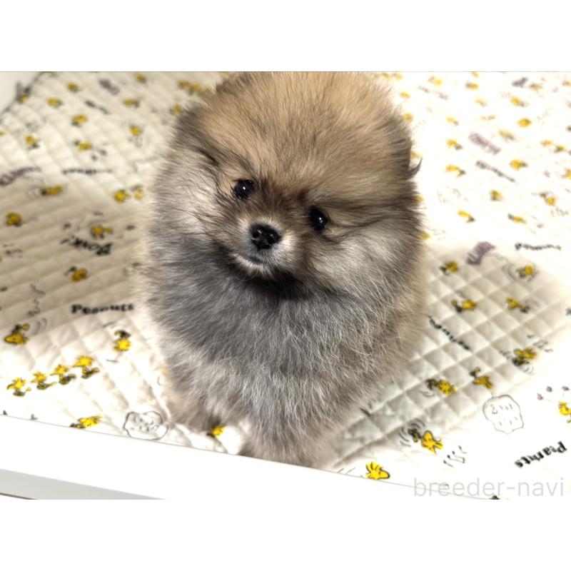 販売中の静岡県のポメラニアン-447670の4枚目