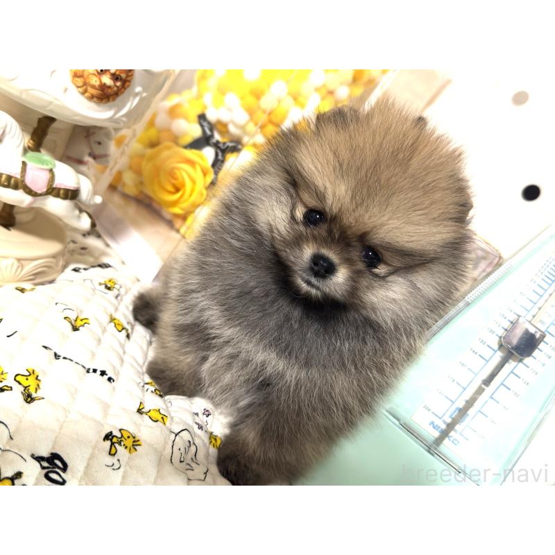 販売中の静岡県のポメラニアン-447670の3枚目