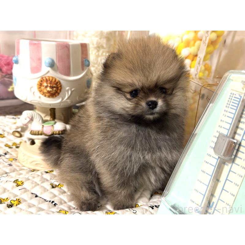 販売中の静岡県のポメラニアン-447670の2枚目