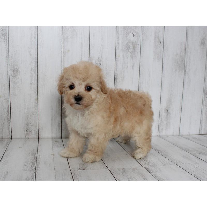 販売中の千葉県のマルプー:マルチーズ×トイプードル-447671の2枚目