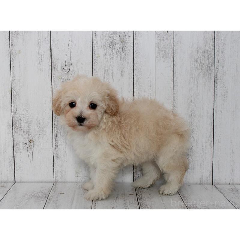 販売中の千葉県のマルプー:マルチーズ×トイプードル-447673の2枚目