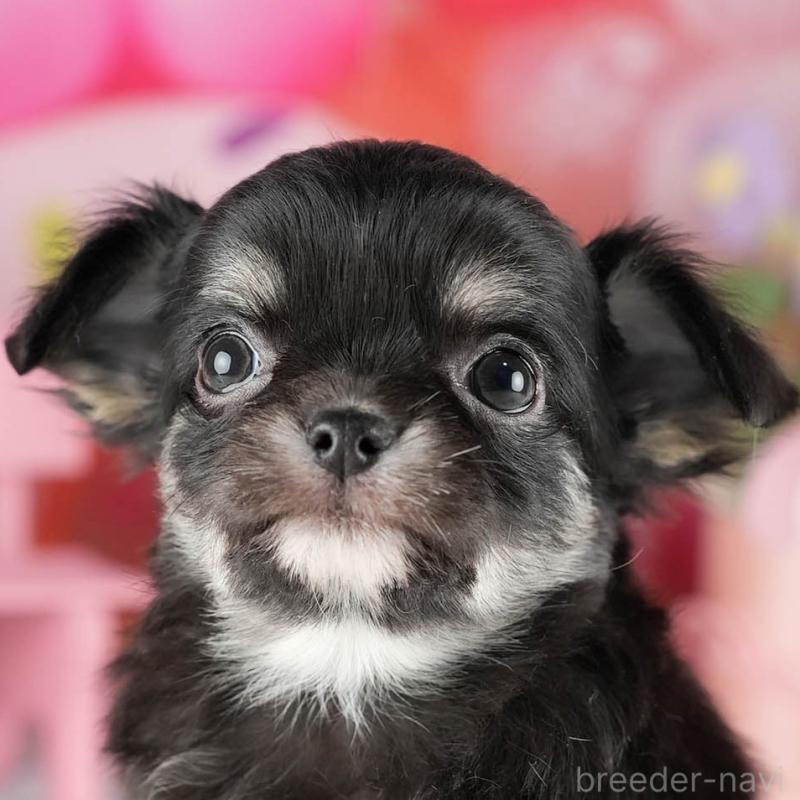 販売中の茨城県のチワワ(ロングコート)-447674の9枚目