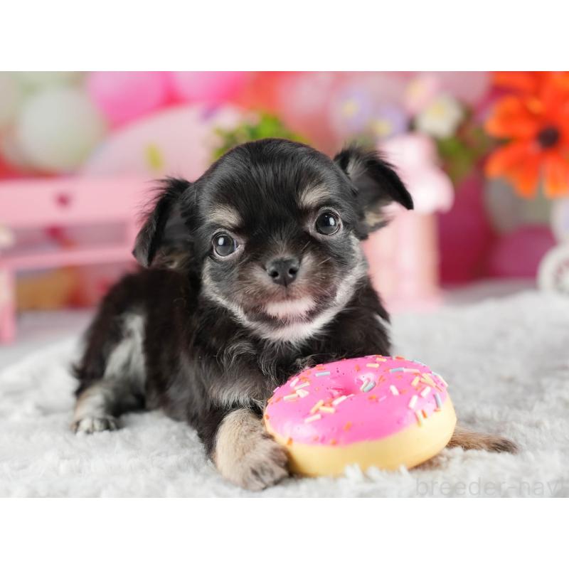 販売中の茨城県のチワワ(ロングコート)-447674の8枚目