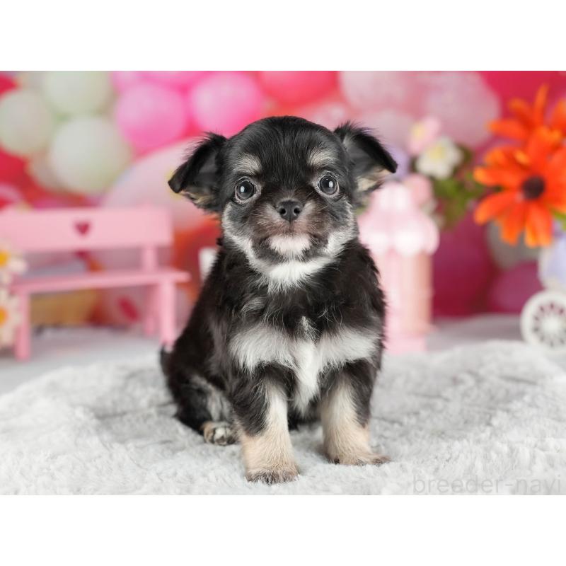 販売中の茨城県のチワワ(ロングコート)-447674の6枚目