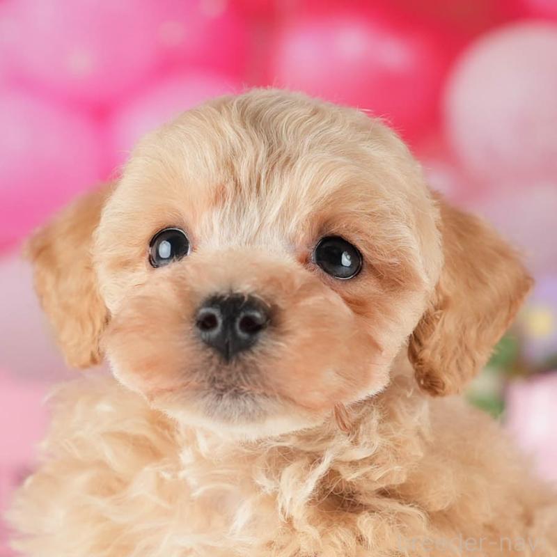 販売中ののトイプードル-447675