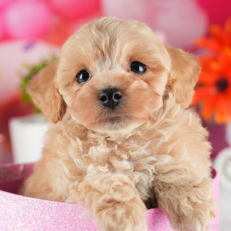 販売中の茨城県のトイプードル-447675の9枚目