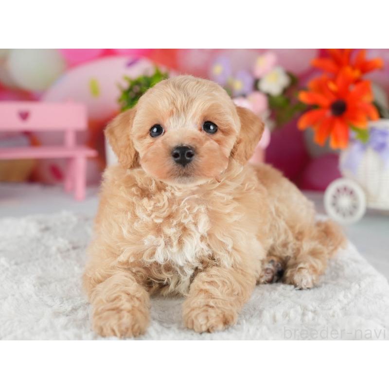 販売中の茨城県のトイプードル-447675の7枚目