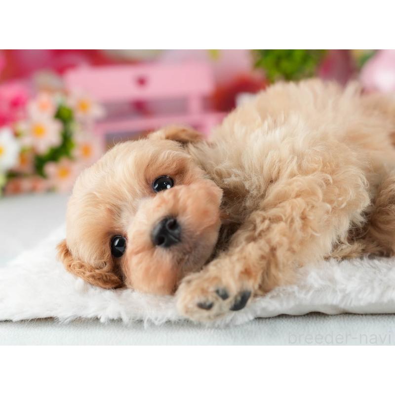 販売中の茨城県のトイプードル-447675の6枚目