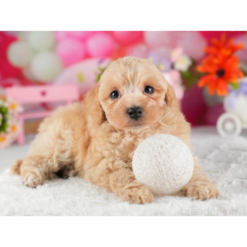 販売中の茨城県のトイプードル-447675の4枚目