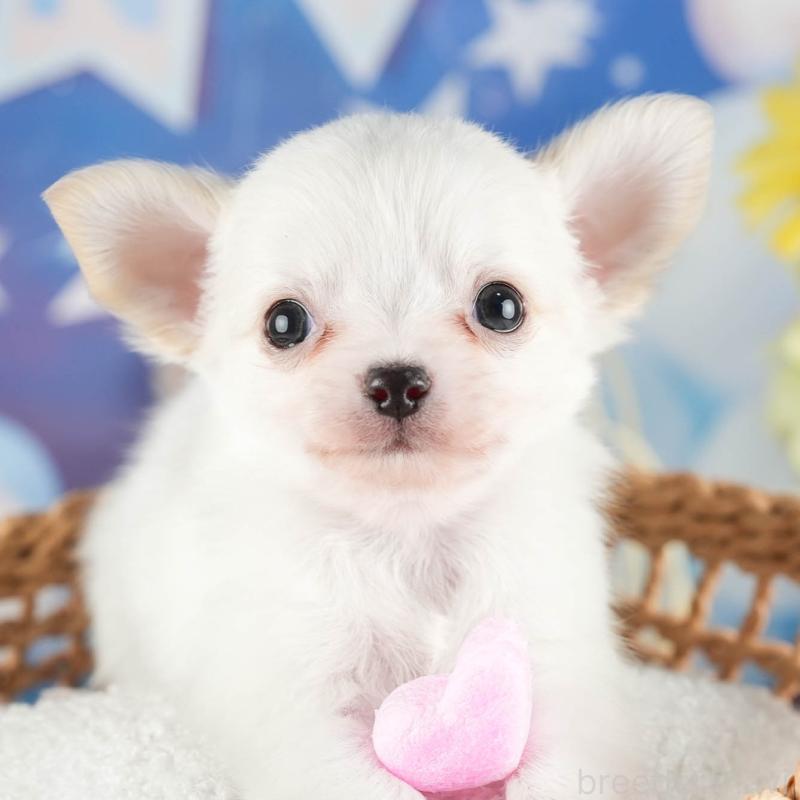 販売中の茨城県のチワワ(ロングコート)-447676の9枚目