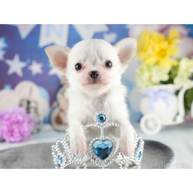 販売中の茨城県のチワワ(ロングコート)-447676の8枚目