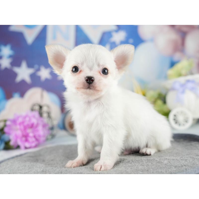 販売中の茨城県のチワワ(ロングコート)-447676の7枚目