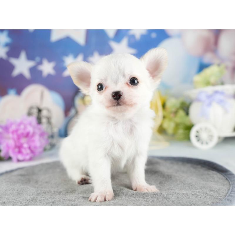 販売中の茨城県のチワワ(ロングコート)-447676の5枚目