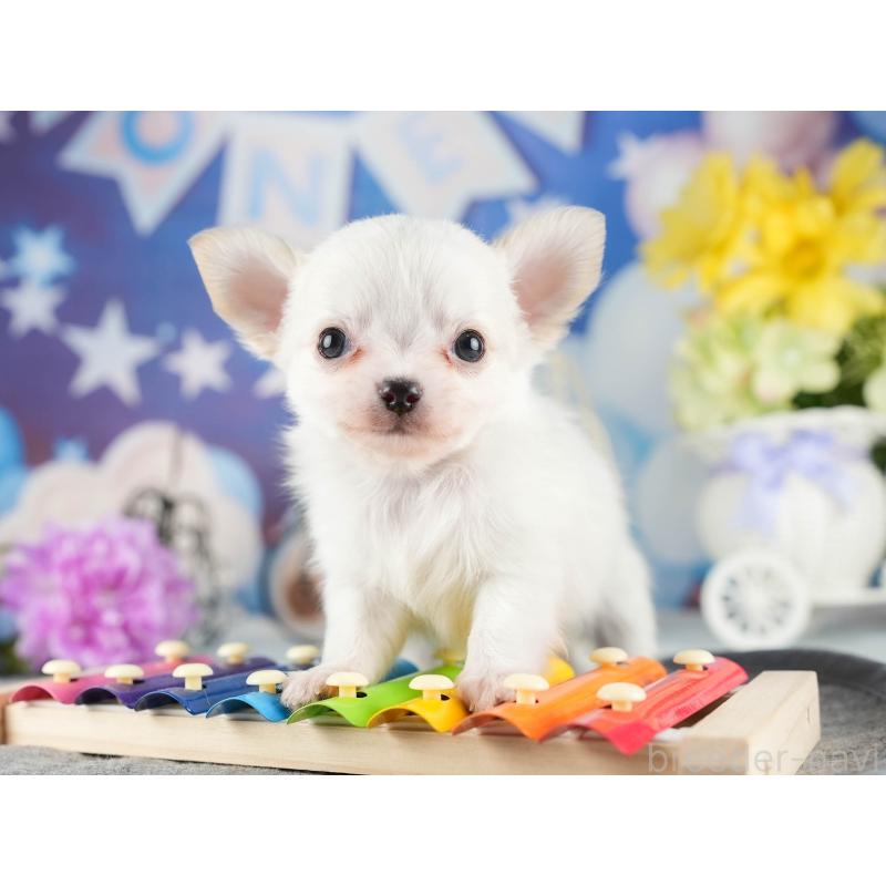 販売中の茨城県のチワワ(ロングコート)-447676の4枚目