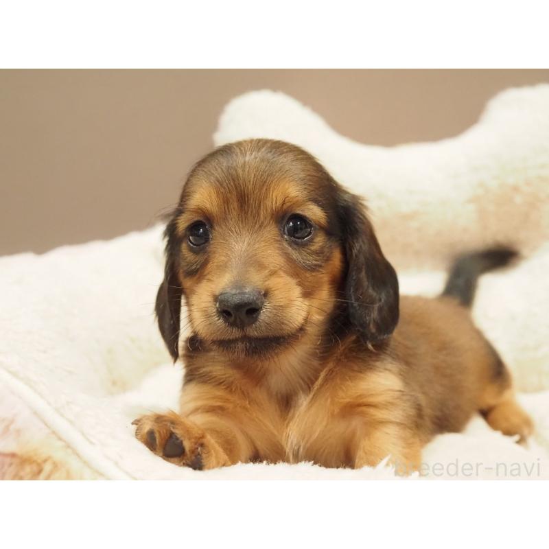 販売中の愛知県のミニチュアダックスフンド(ロングヘアード)-447679の10枚目