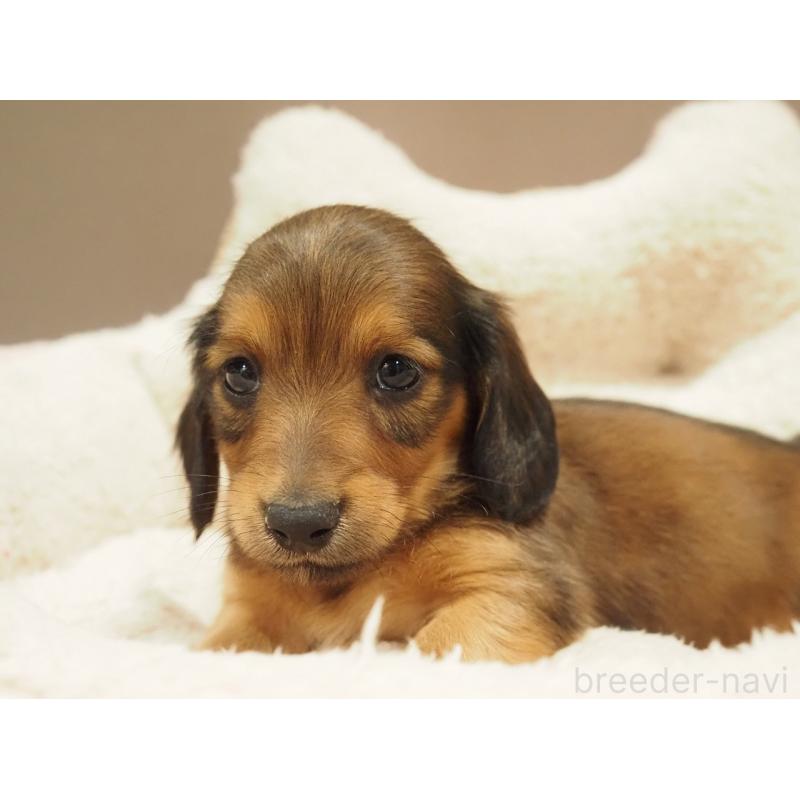 販売中の愛知県のミニチュアダックスフンド(ロングヘアード)-447679の8枚目