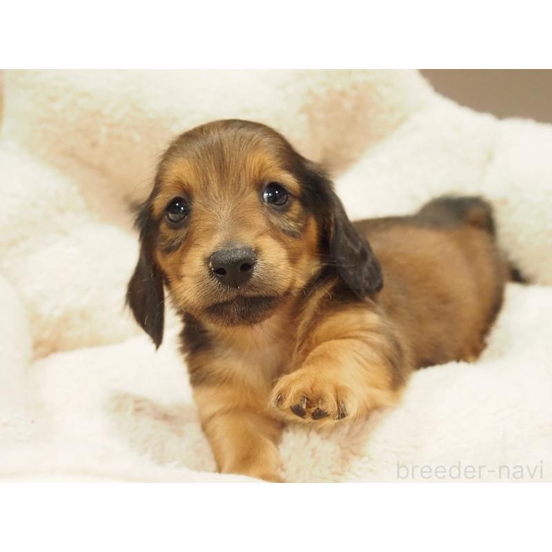 販売中の愛知県のミニチュアダックスフンド(ロングヘアード)-447679の7枚目