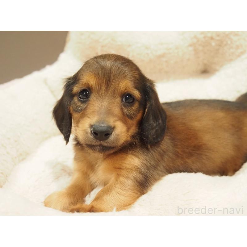 販売中の愛知県のミニチュアダックスフンド(ロングヘアード)-447679の5枚目