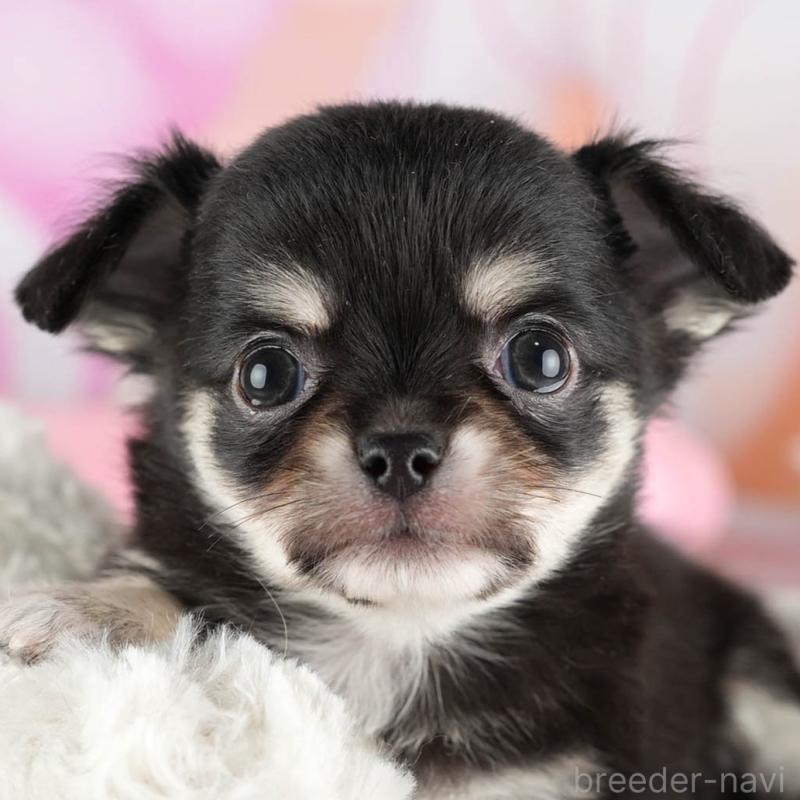 販売中の茨城県のチワワ(ロングコート)-447677の1枚目