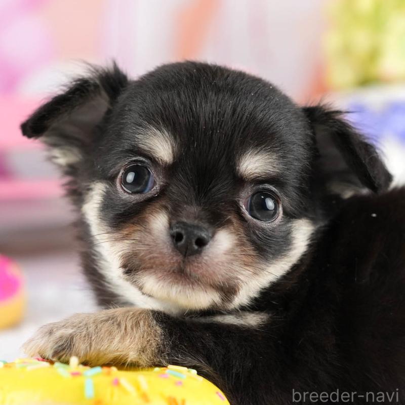 販売中の茨城県のチワワ(ロングコート)-447677の9枚目