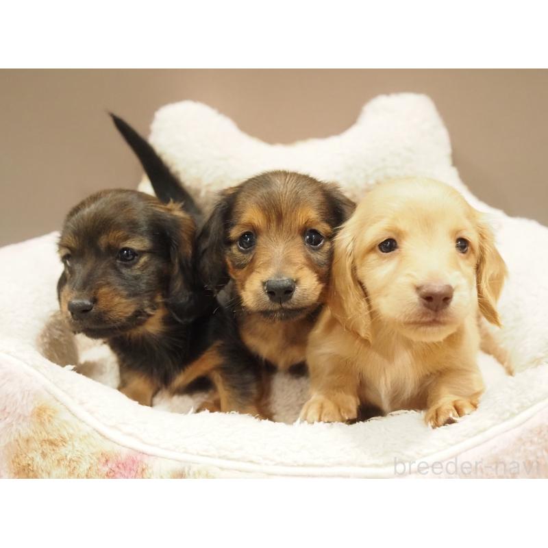 販売中の愛知県のミニチュアダックスフンド(ロングヘアード)-447679の4枚目