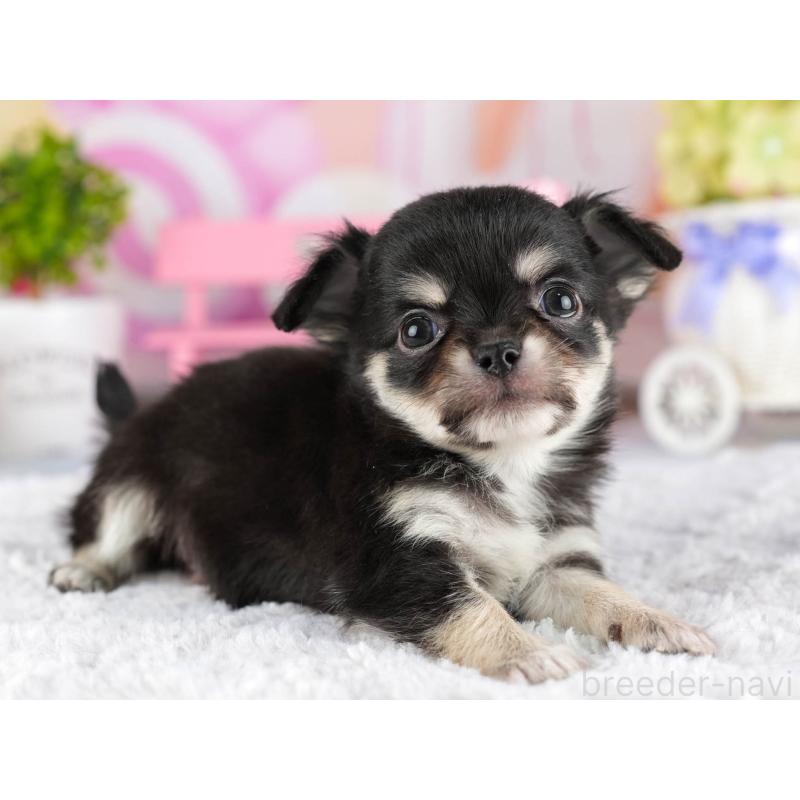 販売中の茨城県のチワワ(ロングコート)-447677の8枚目