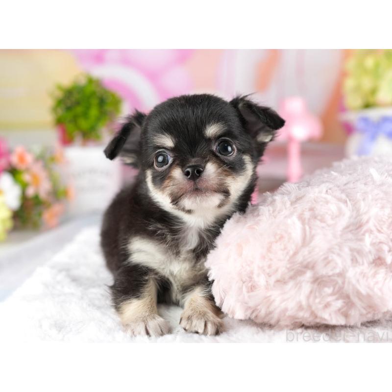 販売中の茨城県のチワワ(ロングコート)-447677の7枚目