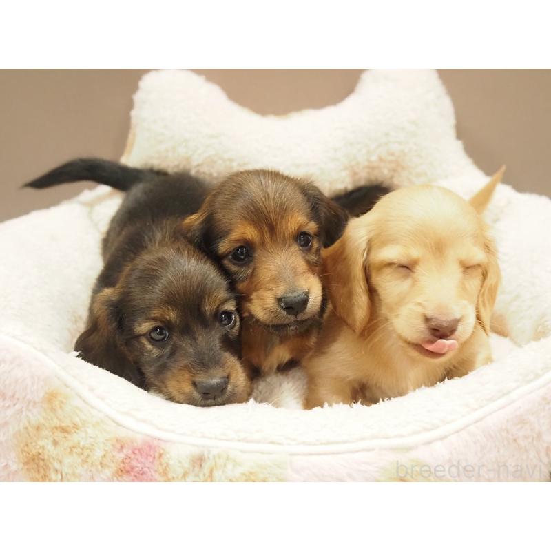 販売中の愛知県のミニチュアダックスフンド(ロングヘアード)-447679の3枚目