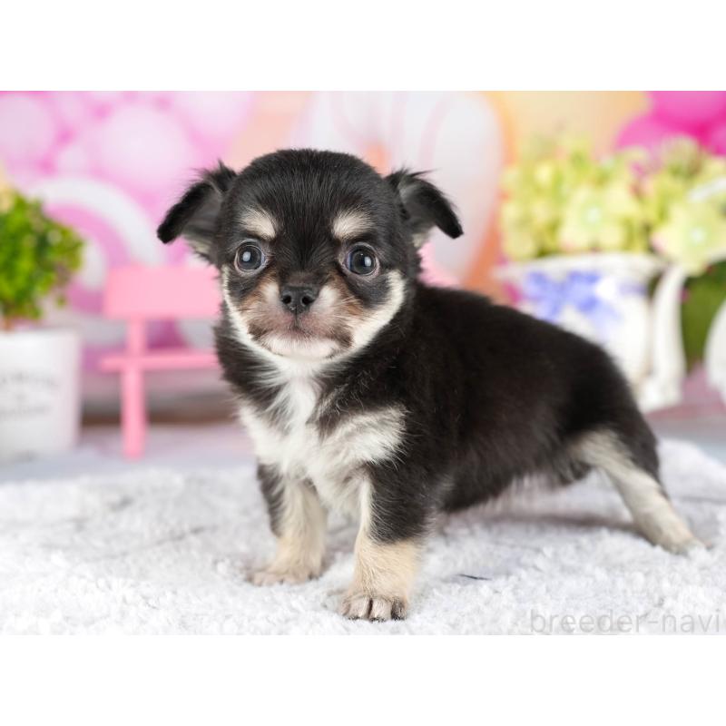 販売中の茨城県のチワワ(ロングコート)-447677の6枚目