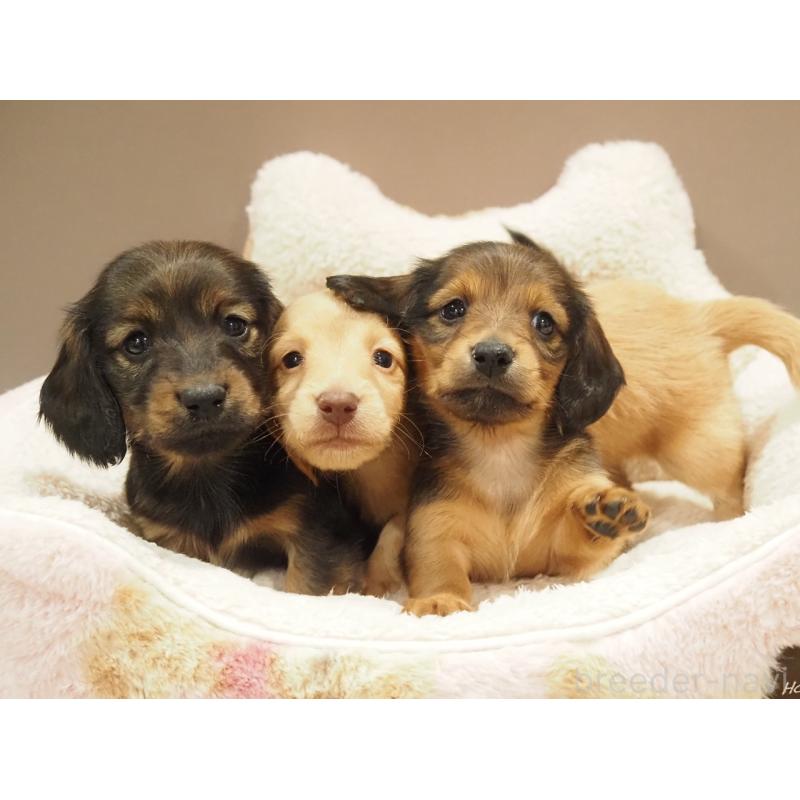 販売中の愛知県のミニチュアダックスフンド(ロングヘアード)-447679の2枚目