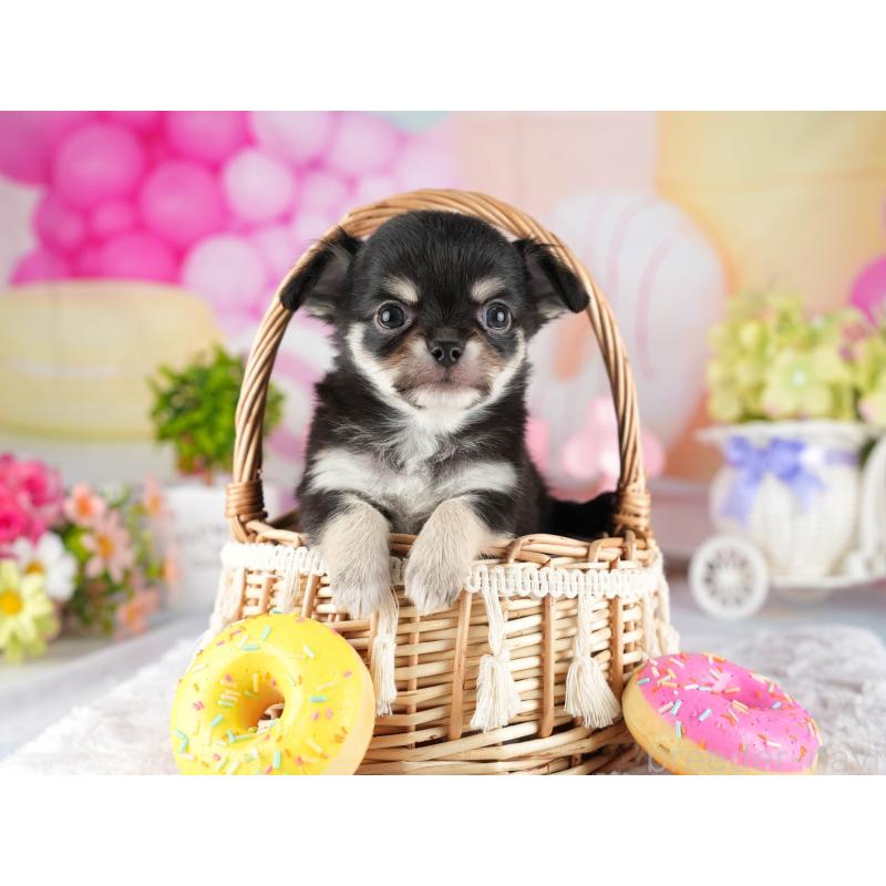 販売中の茨城県のチワワ(ロングコート)-447677の5枚目