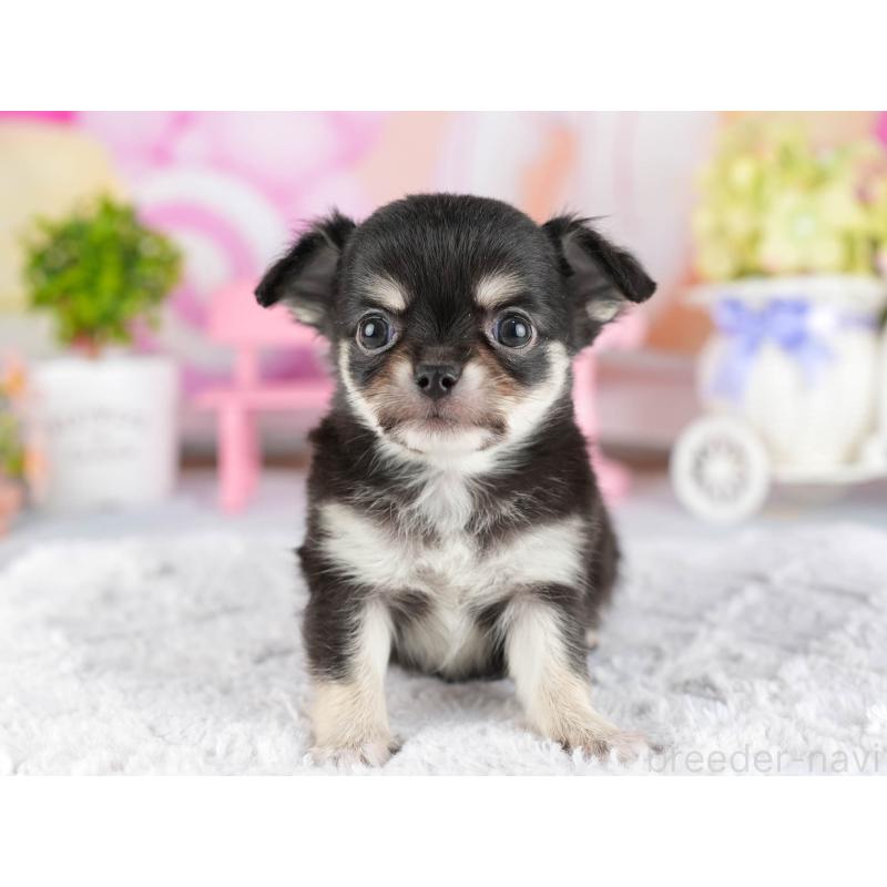 販売中の茨城県のチワワ(ロングコート)-447677の4枚目