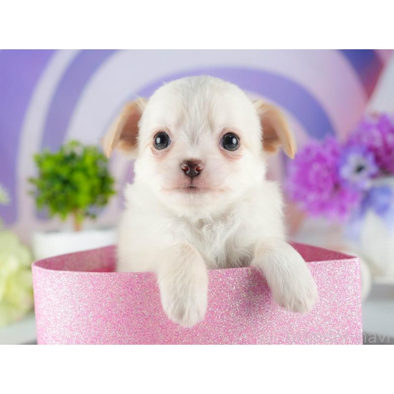 販売中の茨城県のチワワ(ロングコート)-447678の8枚目