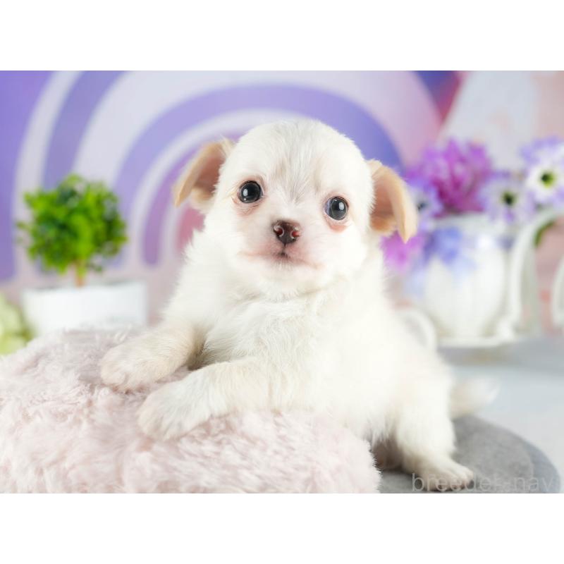 販売中の茨城県のチワワ(ロングコート)-447678の7枚目