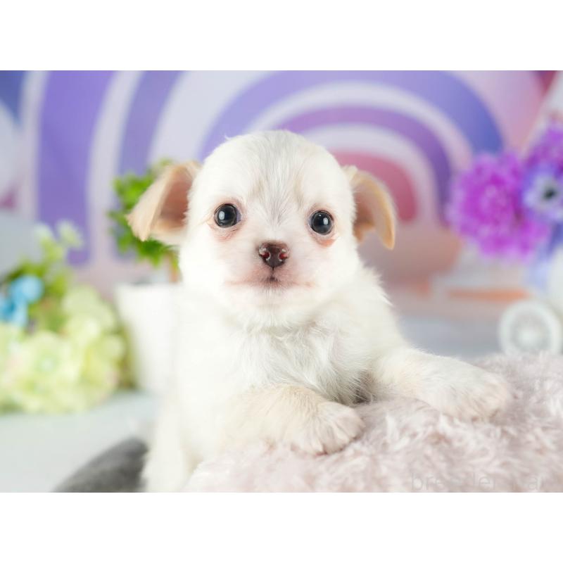 販売中の茨城県のチワワ(ロングコート)-447678の5枚目