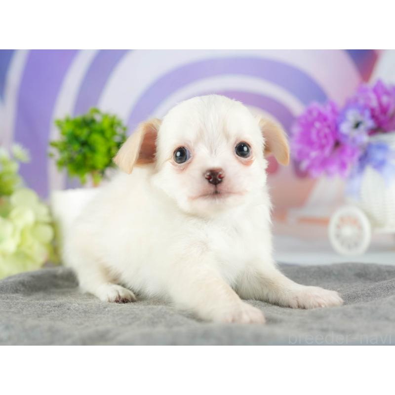 販売中の茨城県のチワワ(ロングコート)-447678の4枚目