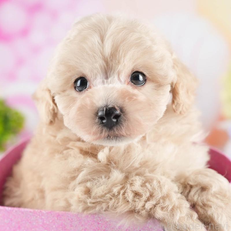 販売中の茨城県のトイプードル-447680の9枚目