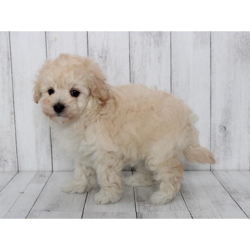 販売中の千葉県のマルプー:マルチーズ×トイプードル-447682の2枚目