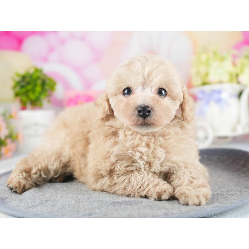 販売中の茨城県のトイプードル-447680の7枚目