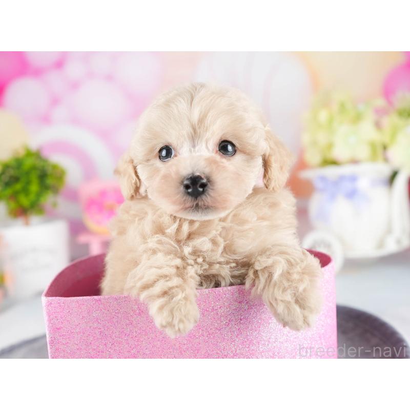 販売中の茨城県のトイプードル-447680の6枚目