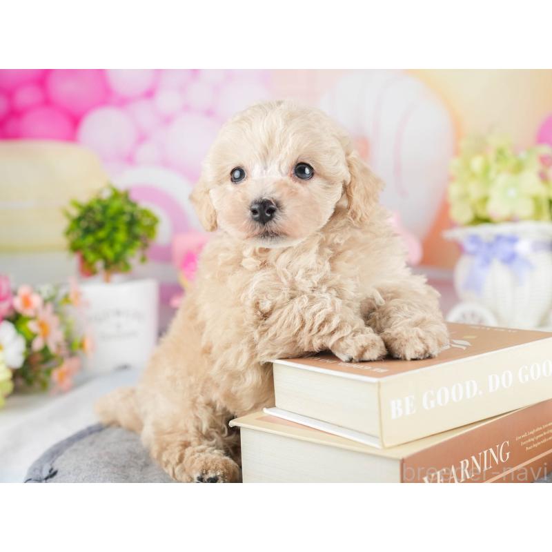 販売中の茨城県のトイプードル-447680の4枚目