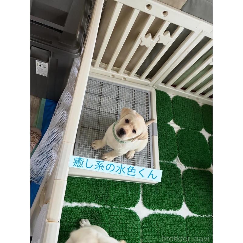 販売中の兵庫県のラブラドールレトリーバー-438290の1枚目