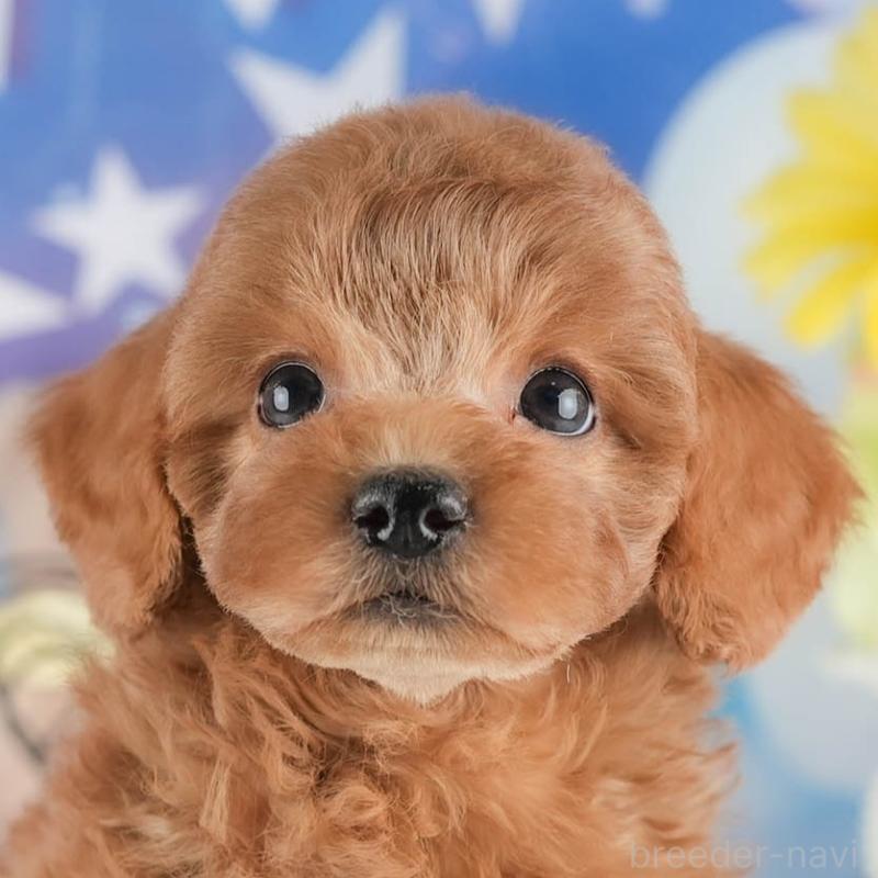 販売中の茨城県のトイプードル-447681の9枚目