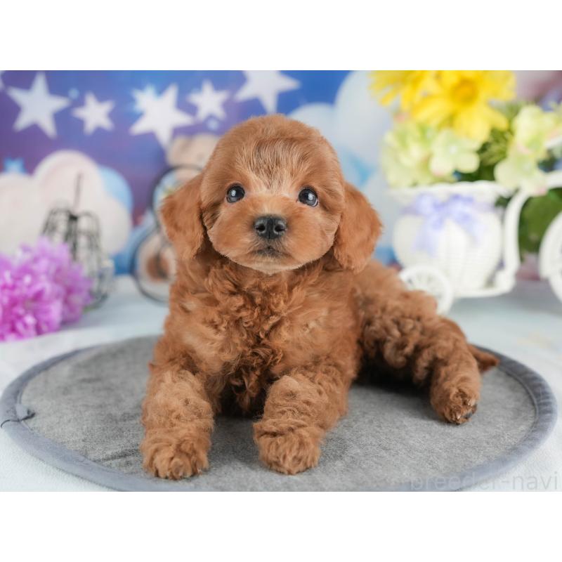 販売中の茨城県のトイプードル-447681の8枚目