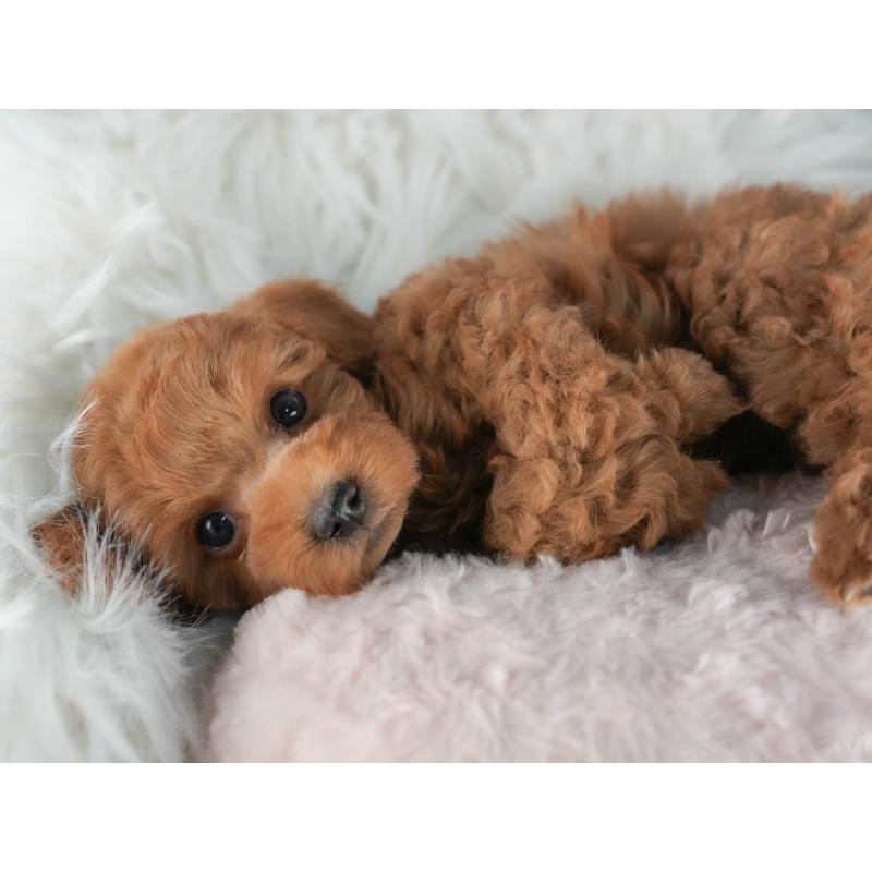 販売中の茨城県のトイプードル-447681の7枚目